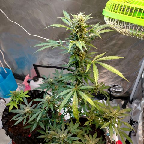 Brookly Sunrise growlog timeline photo