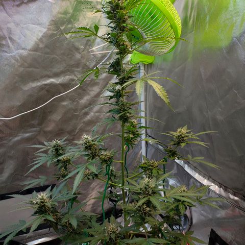 Brookly Sunrise growlog timeline photo