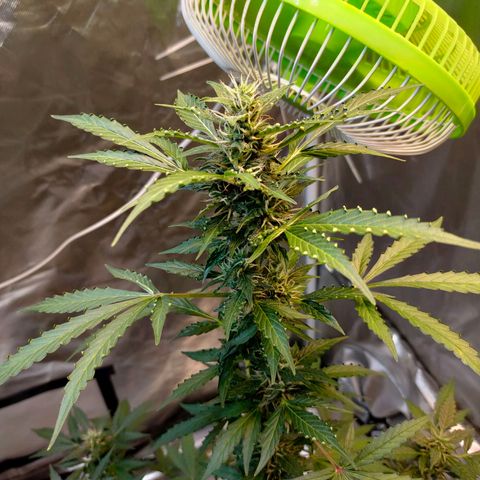Brookly Sunrise growlog timeline photo