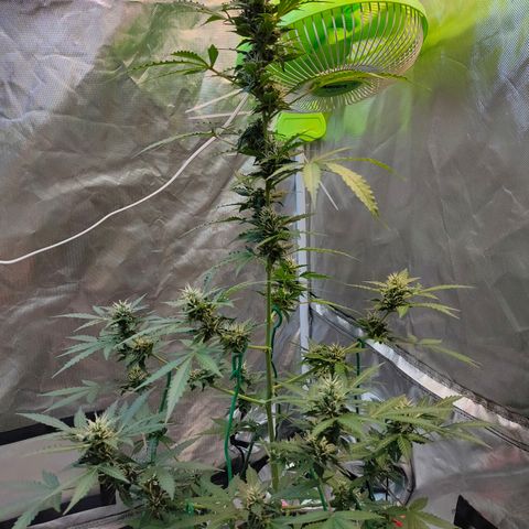 Brookly Sunrise growlog timeline photo