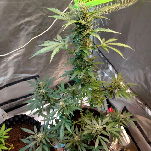 Brookly Sunrise growlog timeline photo