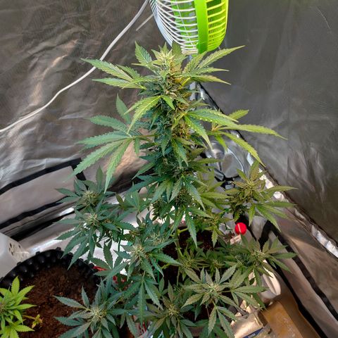 Brookly Sunrise growlog timeline photo