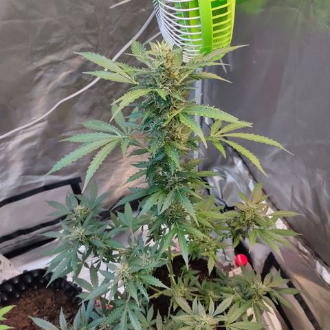 Brookly Sunrise growlog timeline photo