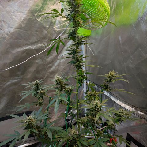 Brookly Sunrise growlog timeline photo