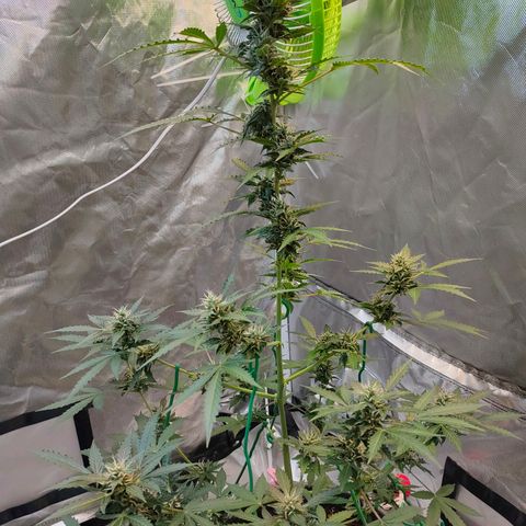 Brookly Sunrise growlog timeline photo
