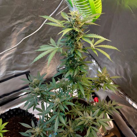 Brookly Sunrise growlog timeline photo