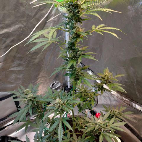 Brookly Sunrise growlog timeline photo