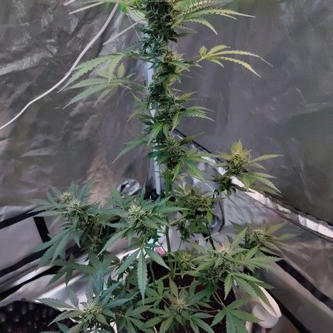 Brookly Sunrise growlog timeline photo