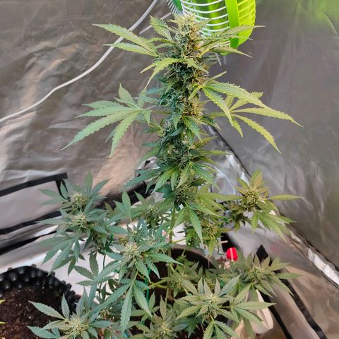 Brookly Sunrise growlog timeline photo