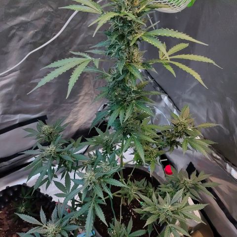 Brookly Sunrise growlog timeline photo