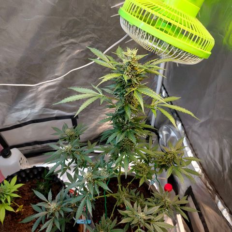 Brookly Sunrise growlog timeline photo