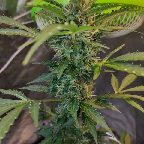 Brookly Sunrise growlog timeline photo
