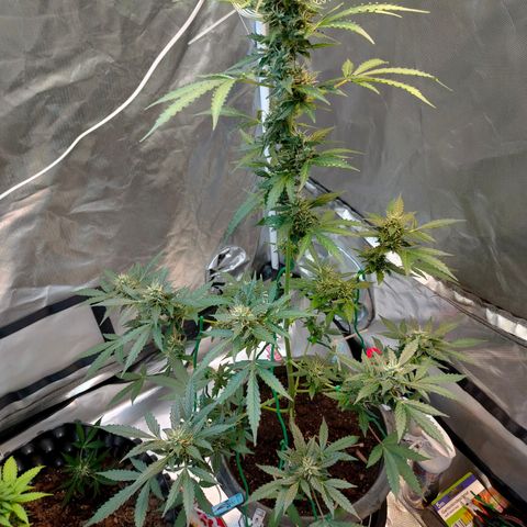 Brookly Sunrise growlog timeline photo