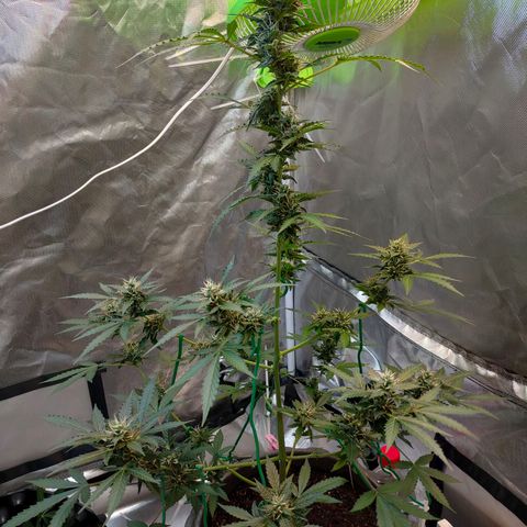 Brookly Sunrise growlog timeline photo