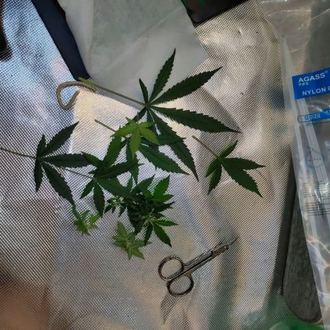 Brookly Sunrise growlog timeline photo