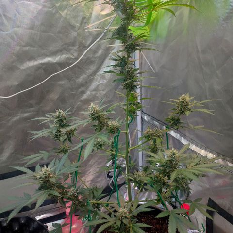 Brookly Sunrise growlog timeline photo