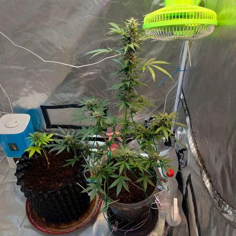 Brookly Sunrise growlog timeline photo