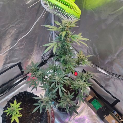 Brookly Sunrise growlog timeline photo