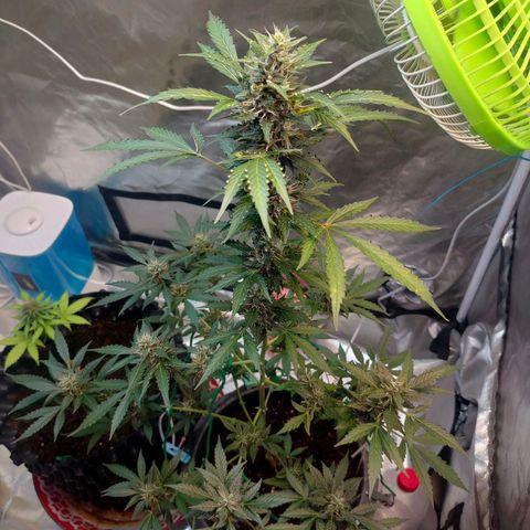 Brookly Sunrise growlog timeline photo