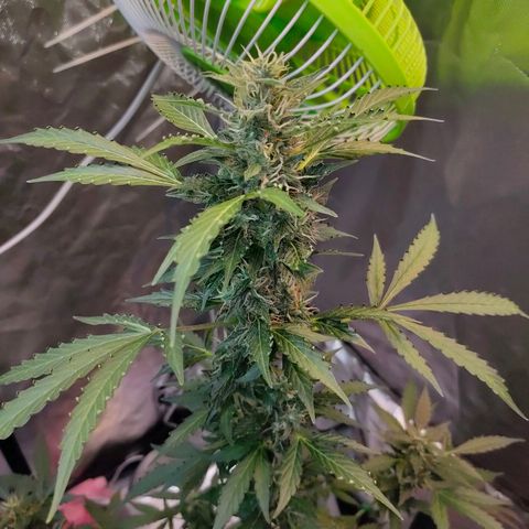 Brookly Sunrise growlog timeline photo