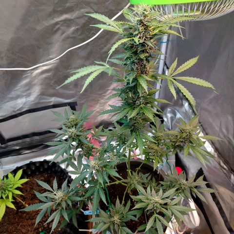 Brookly Sunrise growlog timeline photo