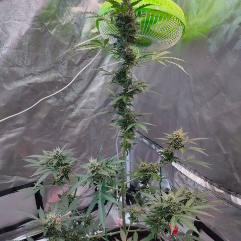 Brookly Sunrise growlog timeline photo