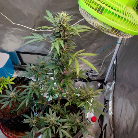 Brookly Sunrise growlog timeline photo