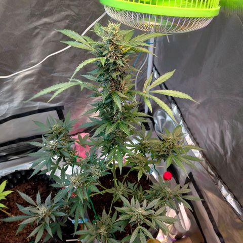 Brookly Sunrise growlog timeline photo