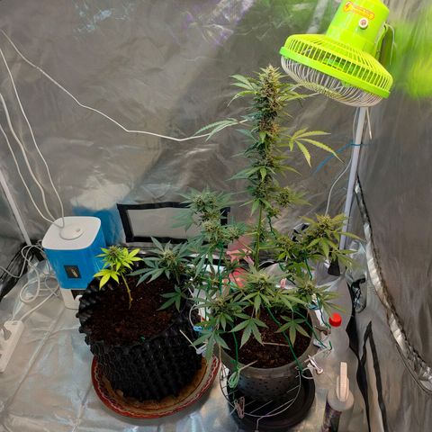 Brookly Sunrise growlog timeline photo