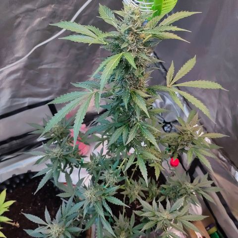 Brookly Sunrise growlog timeline photo