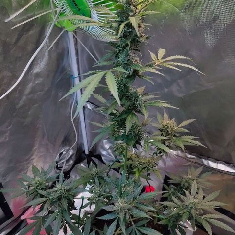 Brookly Sunrise growlog timeline photo