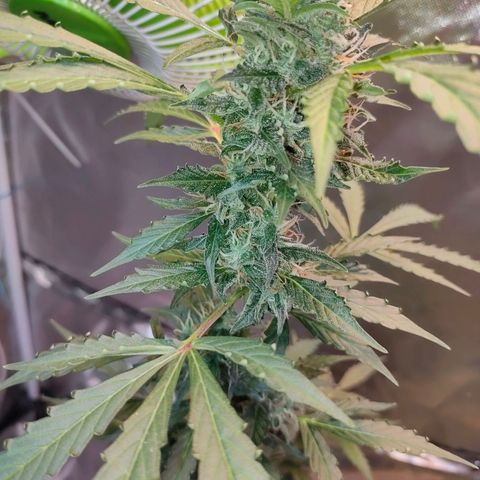 Brookly Sunrise growlog timeline photo