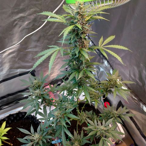 Brookly Sunrise growlog timeline photo
