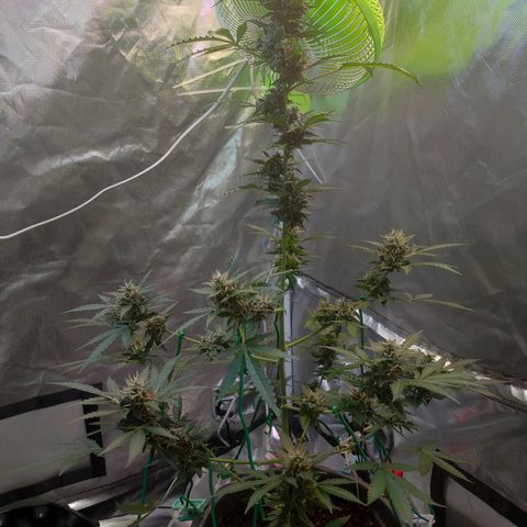 Brookly Sunrise growlog timeline photo