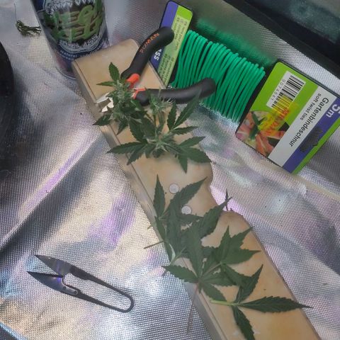 Brookly Sunrise growlog timeline photo