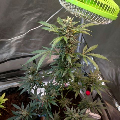Brookly Sunrise growlog timeline photo