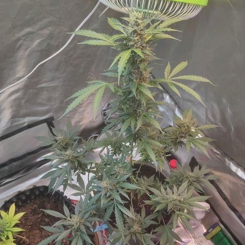 Brookly Sunrise growlog timeline photo
