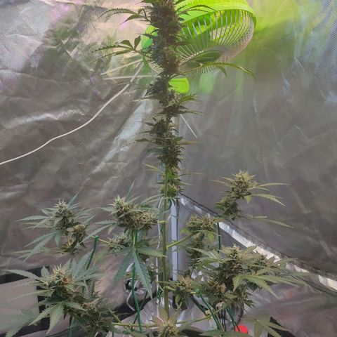 Brookly Sunrise growlog timeline photo