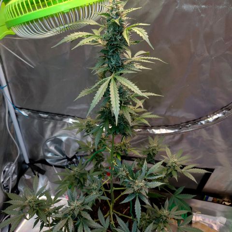 Brookly Sunrise growlog timeline photo