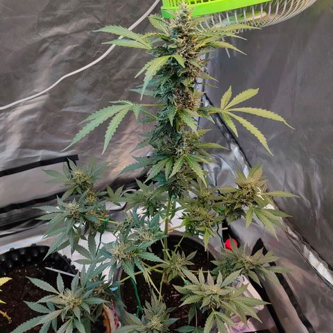 Brookly Sunrise growlog timeline photo
