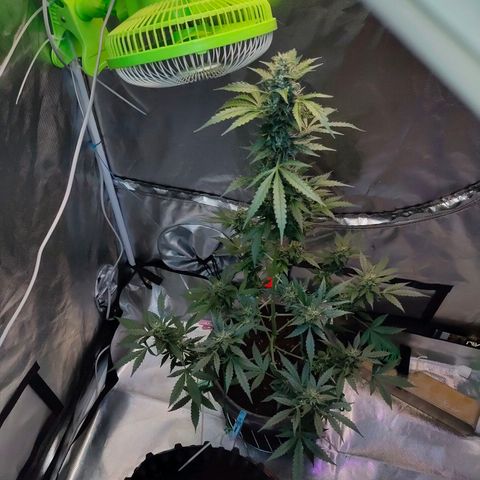 Brookly Sunrise growlog timeline photo