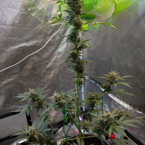 Brookly Sunrise growlog timeline photo