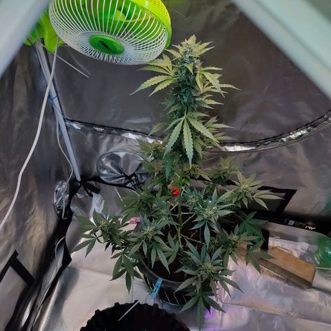 Brookly Sunrise growlog timeline photo