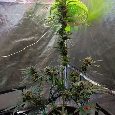 Brookly Sunrise growlog timeline photo