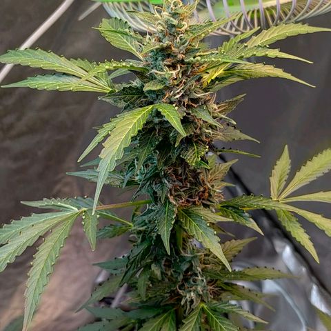 Brookly Sunrise growlog timeline photo