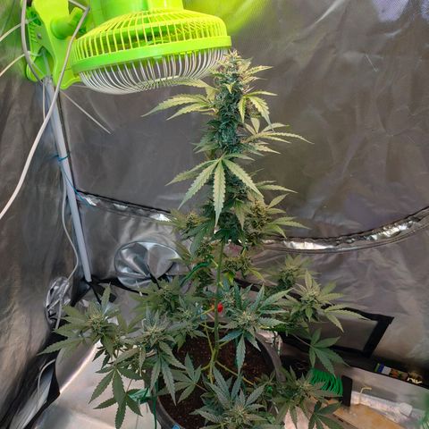 Brookly Sunrise growlog timeline photo