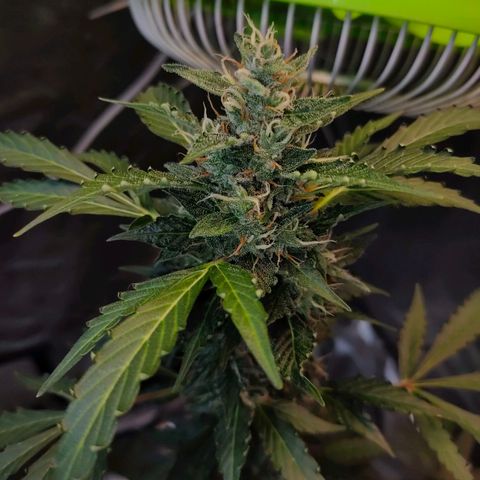Brookly Sunrise growlog timeline photo