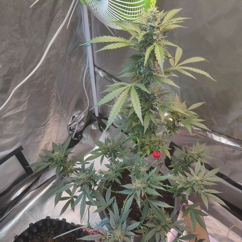 Brookly Sunrise growlog timeline photo