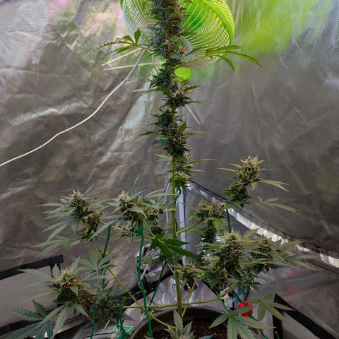 Brookly Sunrise growlog timeline photo