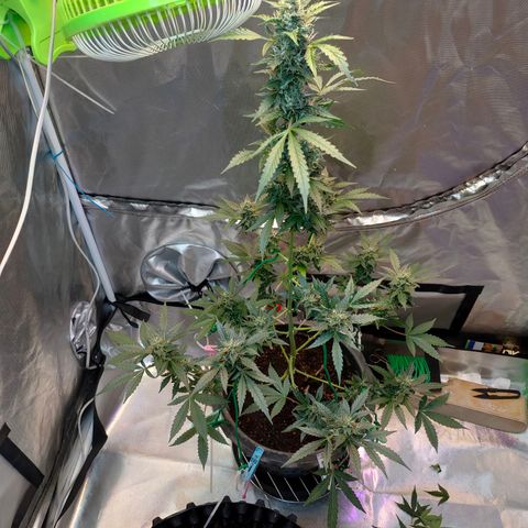 Brookly Sunrise growlog timeline photo